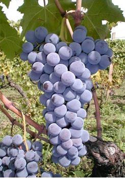 Nerello Mascalese