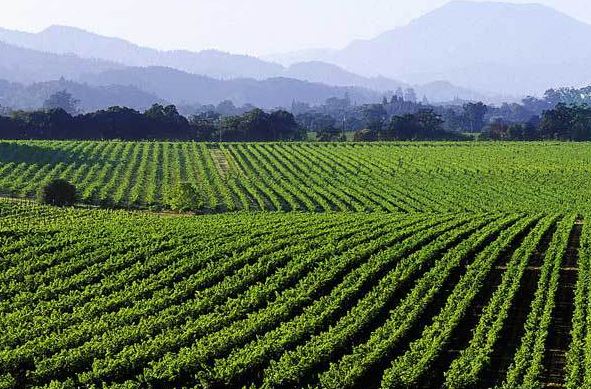 Vigneti Etna