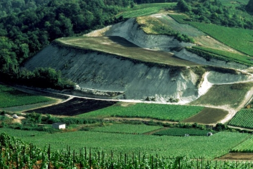 Vigneti in champagne