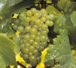 Grappolo di chardonnay